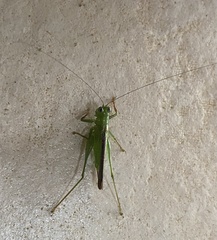 Cephalophlugis cephalotes