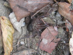 Laudakia tuberculata