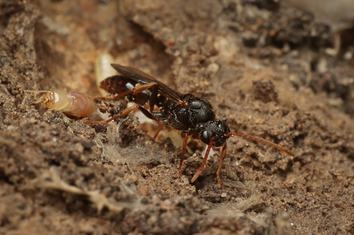 Southern Michelin Ant photo 6