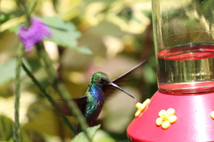 Campylopterus villaviscensio