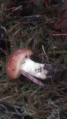 Pholiota velaglutinosa