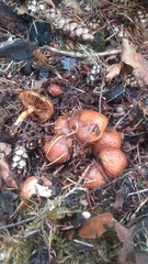 Pholiota velaglutinosa