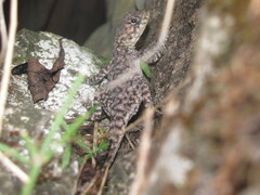 Laudakia tuberculata