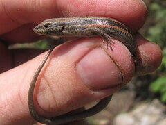 Ablepharus himalayanus