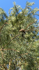 Pinus sylvestris