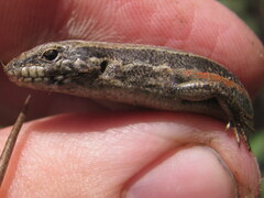 Ablepharus himalayanus