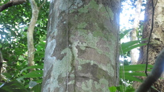 Brosimum alicastrum