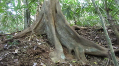 Brosimum alicastrum