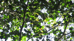Brosimum alicastrum