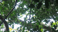 Brosimum alicastrum