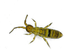 Orchesella cincta