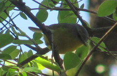 Phylloscopus xanthoschistos