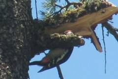 Dendrocopos himalayensis