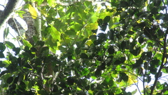 Brosimum alicastrum
