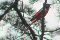 Pericrocotus ethologus