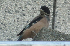 Garrulus lanceolatus