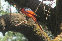 Pericrocotus ethologus