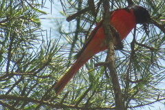 Pericrocotus ethologus