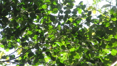 Brosimum alicastrum
