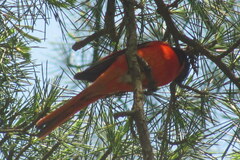 Pericrocotus ethologus