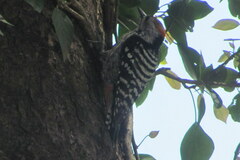 Dendrocoptes auriceps