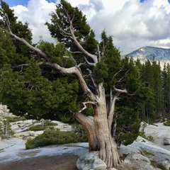 Juniperus occidentalis
