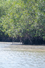 Rhizophora mangle