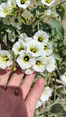 Ipomoea corymbosa