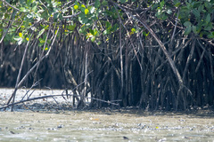 Rhizophora mangle