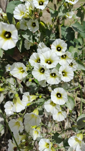 Christmasvine (Turbina corymbosa)