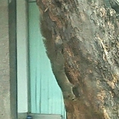 Callosciurus finlaysonii