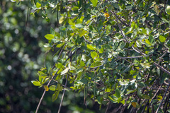 Rhizophora mangle