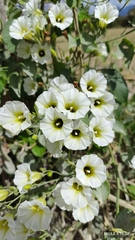 Ipomoea corymbosa