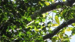 Brosimum alicastrum
