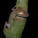Giant Leaf-tailed Gecko - Photo (c) Frank Vassen, some rights reserved (CC BY)