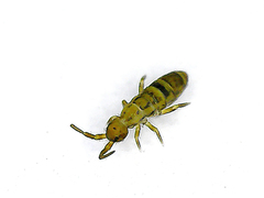 Orchesella cincta
