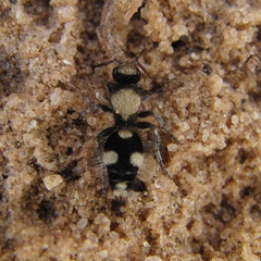 Dasylabris atrata