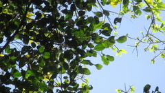 Brosimum alicastrum