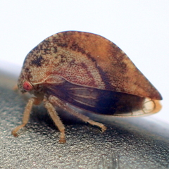 Cyrtolobus fuliginosus