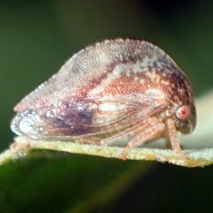 Cyrtolobus fuliginosus