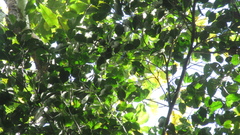 Brosimum alicastrum