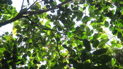 Brosimum alicastrum