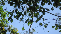 Brosimum alicastrum