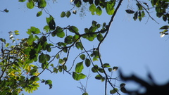 Brosimum alicastrum