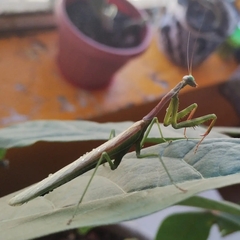 Stagmomantis limbata