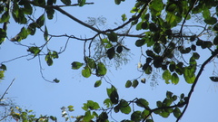 Brosimum alicastrum