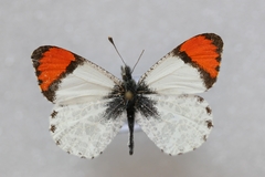 Anthocharis sara sara