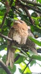 Batrachostomus moniliger