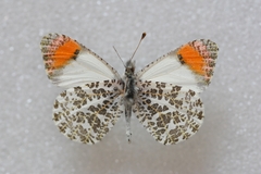 Anthocharis sara sara