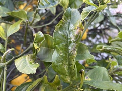 Phyllocnistis citrella